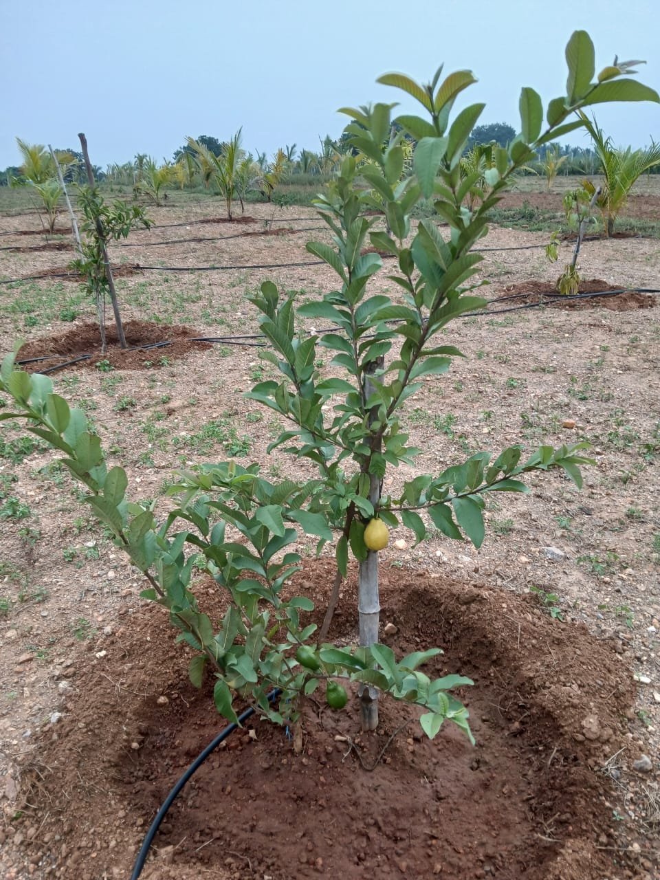 Farm Land Trichy - 1
