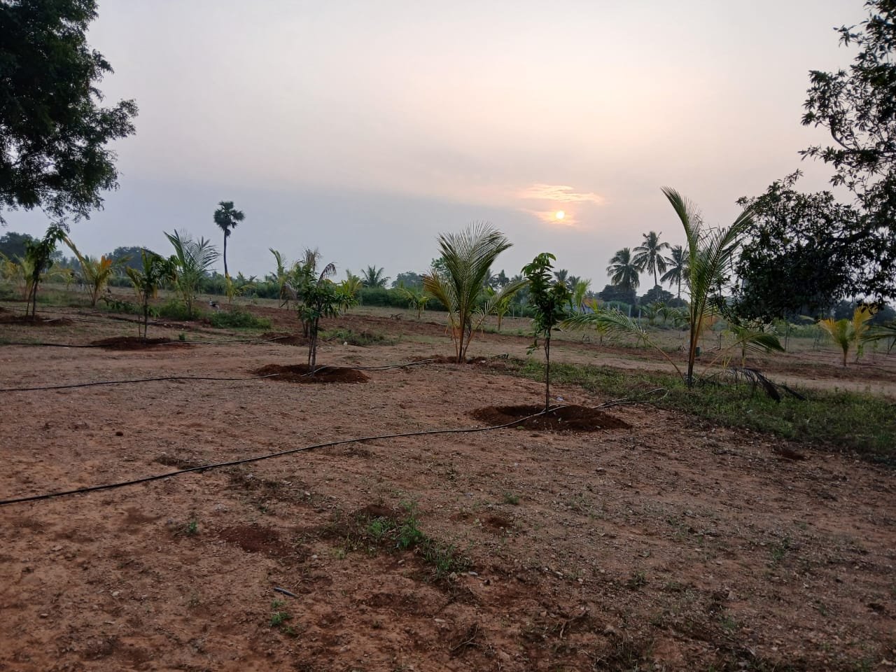 Farm Land Trichy - 2
