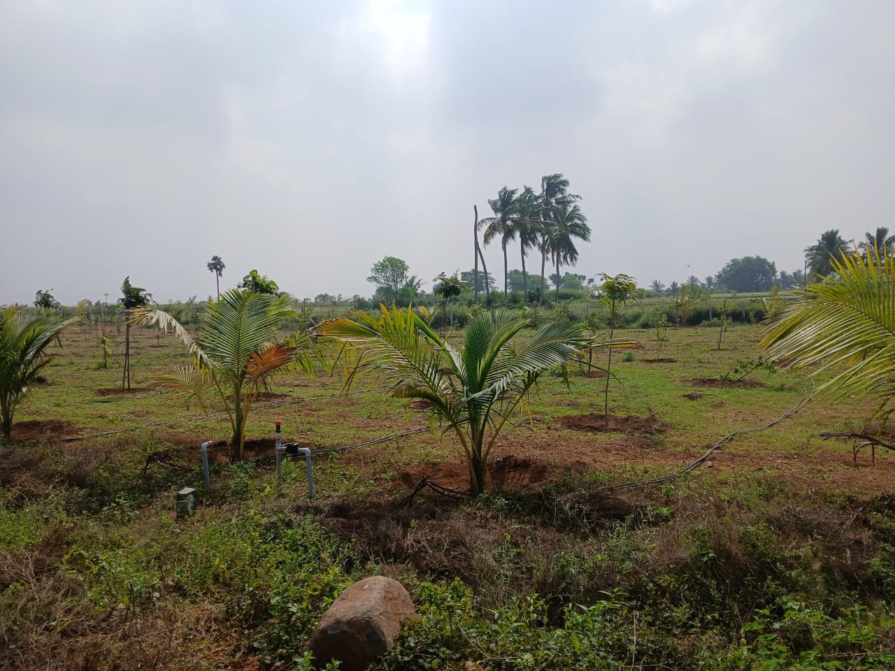 Farm Land Trichy - 3
