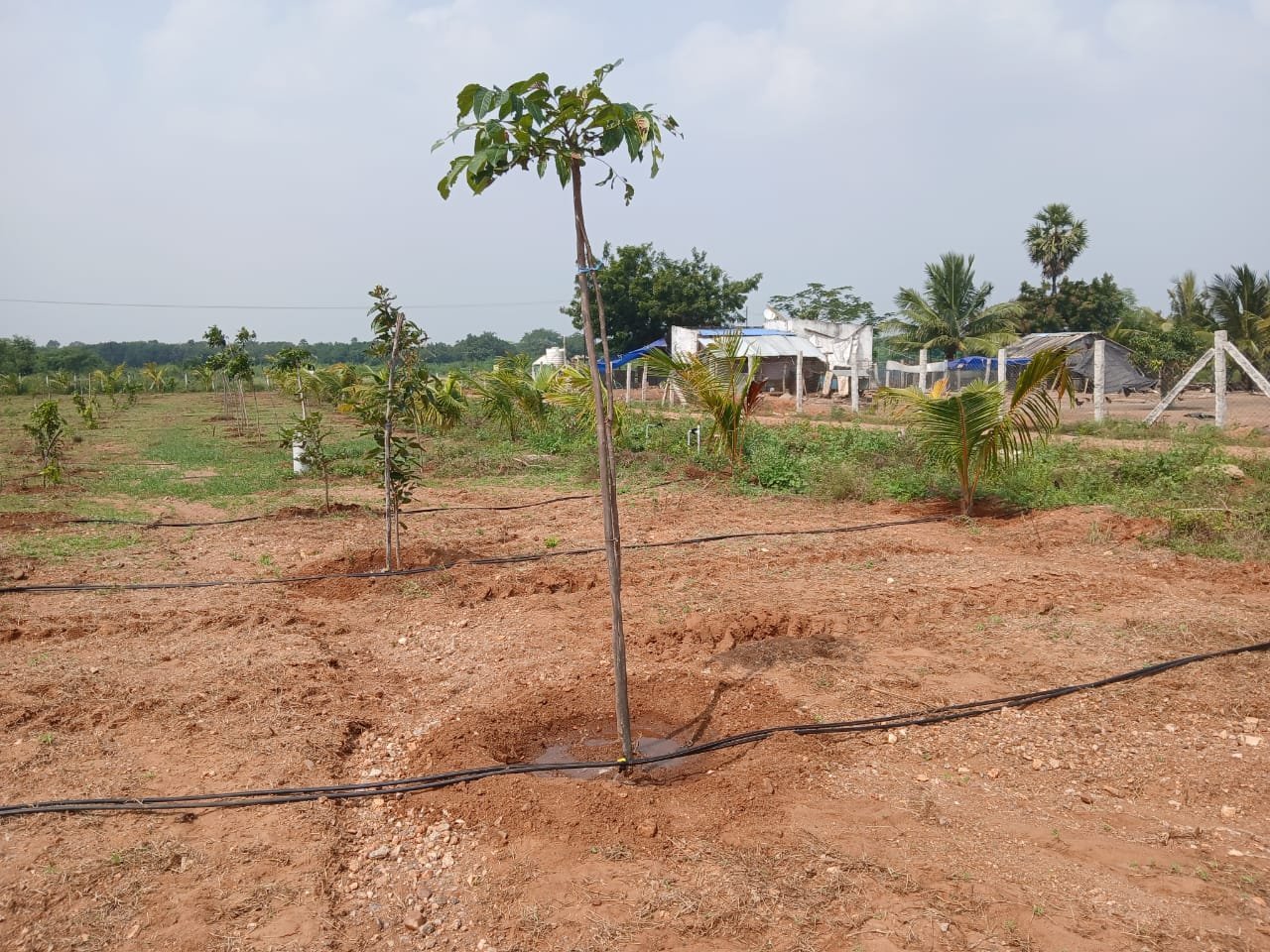 Farm Land Trichy - 7
