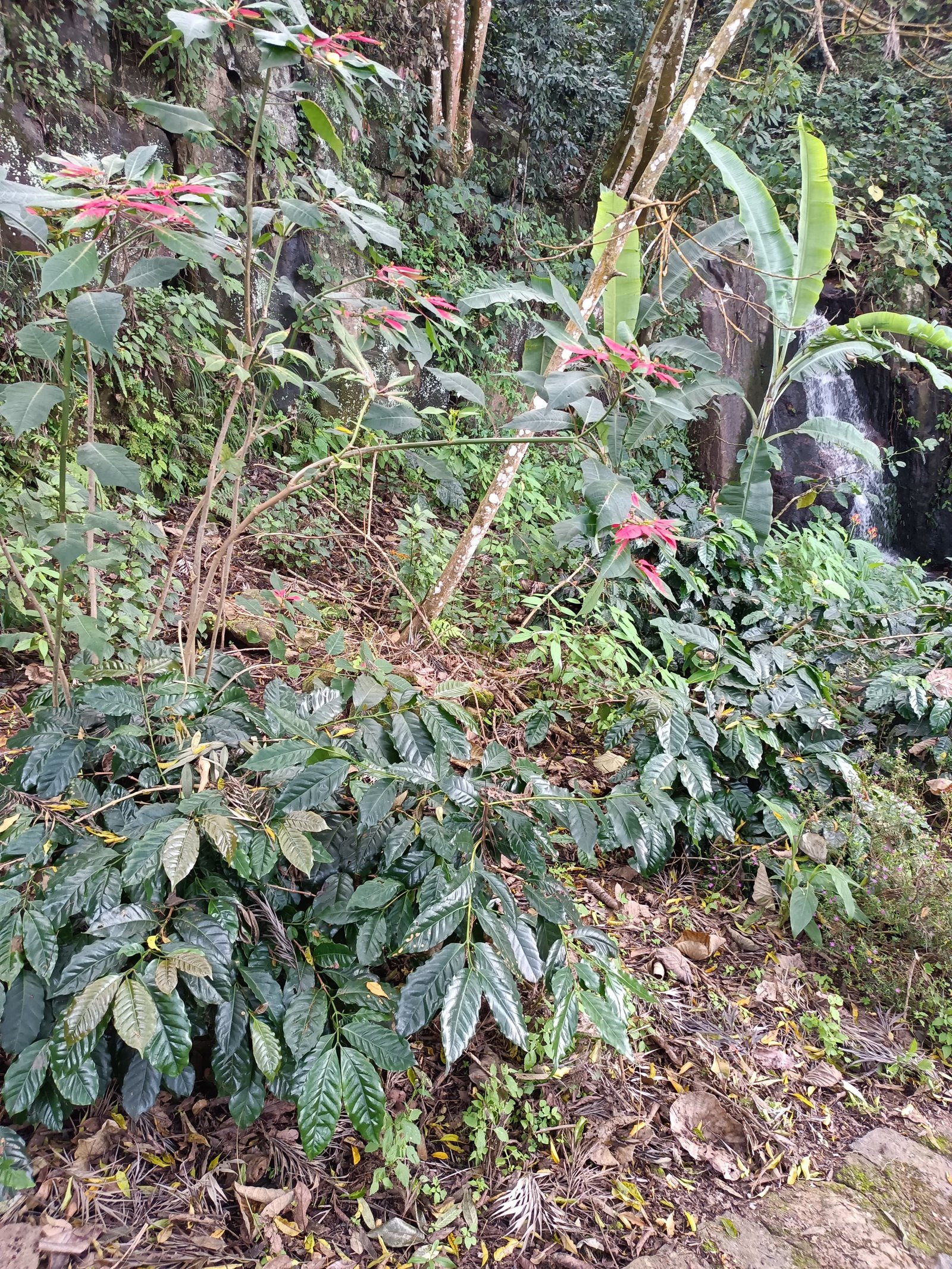 Fruit Orchard - Kodaikanal