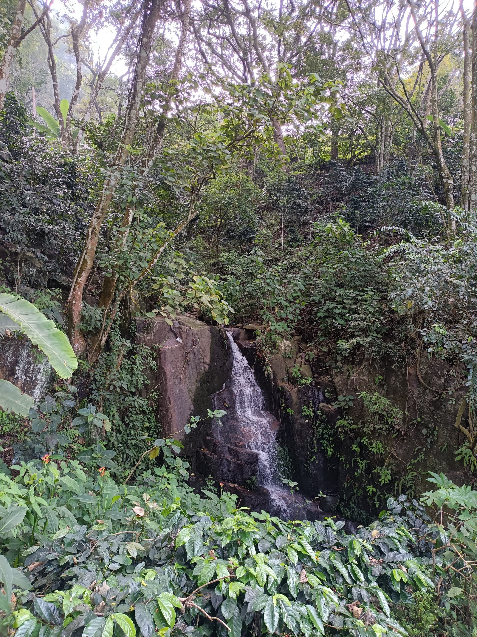 Timber Trees - Kodaikanal