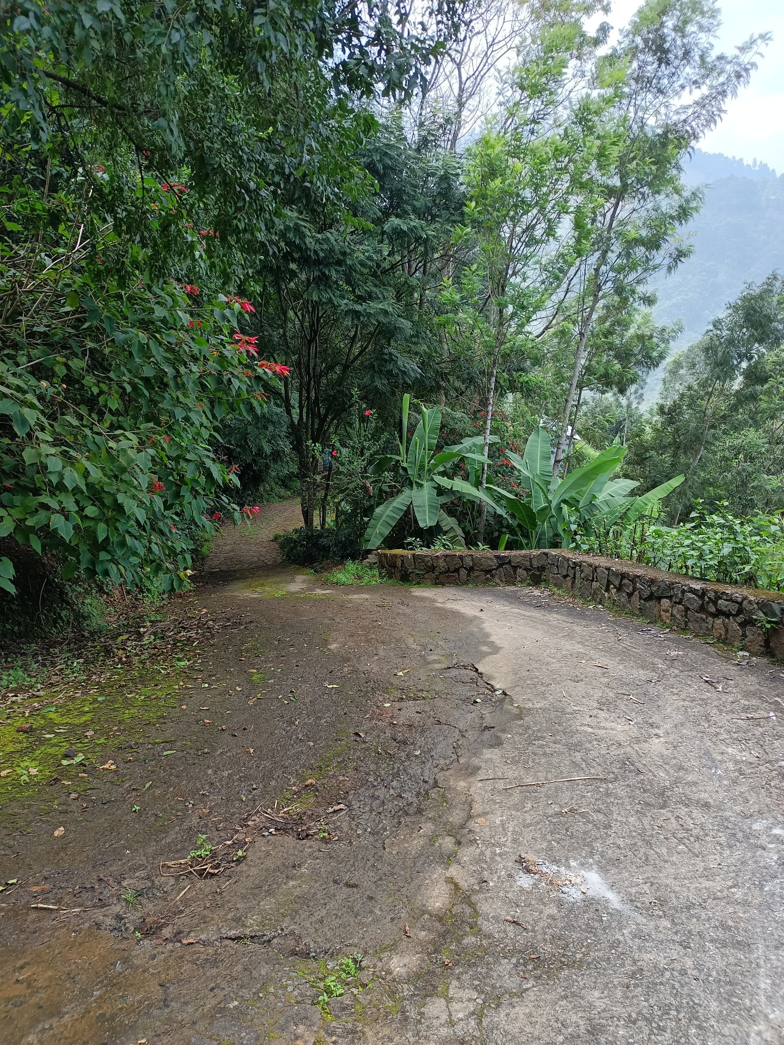 Avocado Farm - Kodaikanal